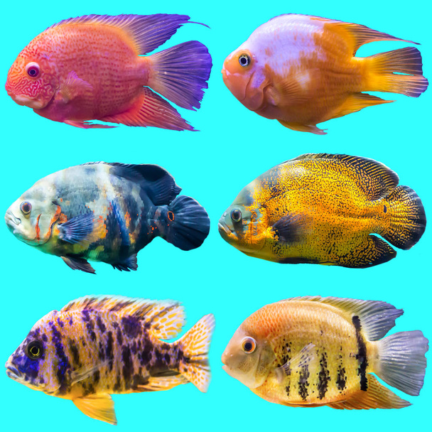 6 水槽の魚。黒い背景に分離の写真。自然、水族館の魚、海の生命についてのウェブサイト . - 写真・画像