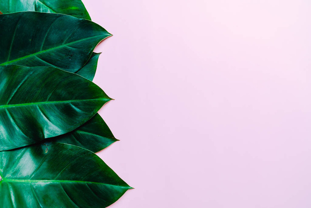 Monstera leave on color background with copy space - Foto, Bild
