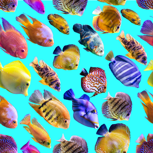 シームレス パターン。青色の背景に複数の色の魚。自然、アート、動物、海、魚についてのサイト. - 写真・画像