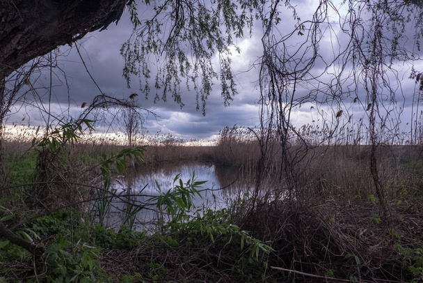 Beautiful evening in the swamp! - Photo, Image
