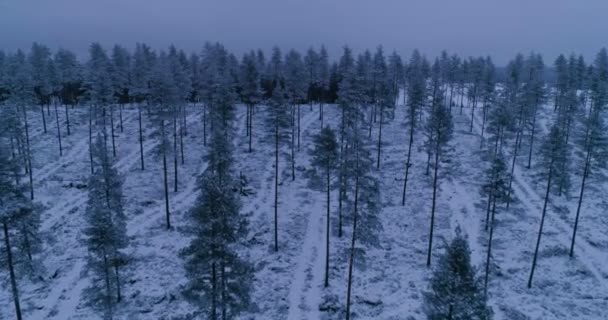 Luftaufnahme des Tannenwaldes zur Winterzeit - Filmmaterial, Video
