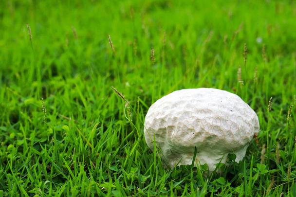 Cogumelos cerebrais na grama no jardim, descansando conceitos terapia natural e relaxar
 - Foto, Imagem