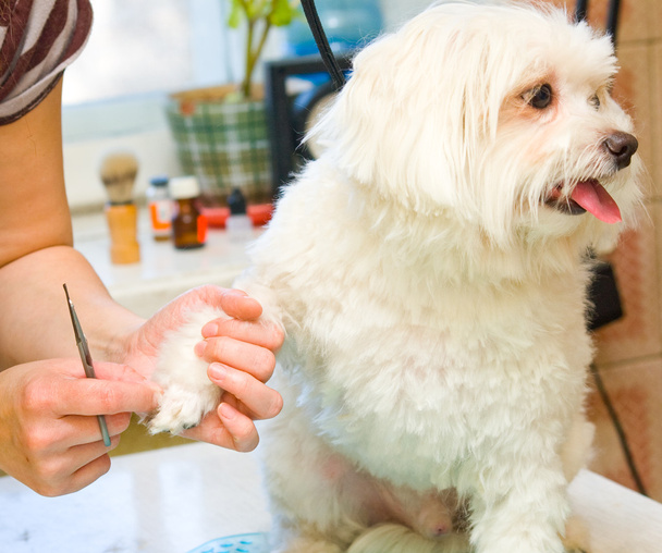 Grooming Maltese dog - Photo, Image