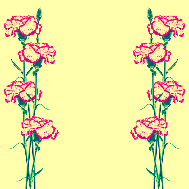Naturalne podłoże kwiatowy jasnych kwiatów goździka - Zdjęcie, obraz