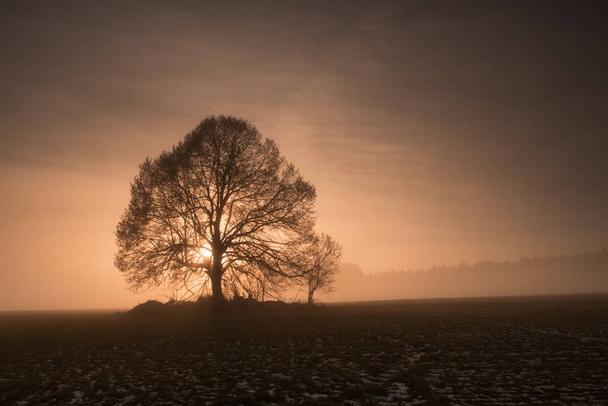 Линден дерево на туманном закате. Закат в предгорьях Гигантских гор, Чехия
. - Фото, изображение