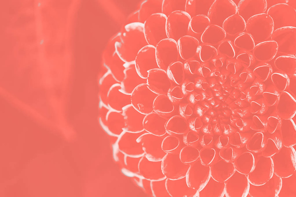 Dahlia, fond de fleur, gros plan en Couleur de l'année 2019 Pantone - Living Coral
  - Photo, image