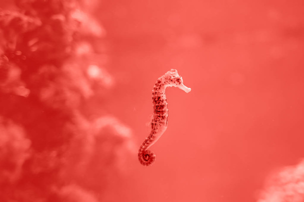 Hippocampe nageant dans l'océan, Couleur de l'année 2019 Pantone - Living Coral
  - Photo, image