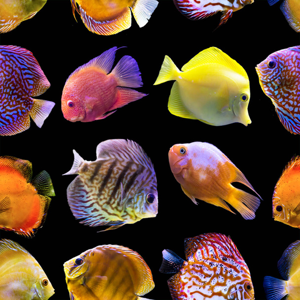 Seamless pattern. Multi-colored fishes on a black background. Site about nature, art, animals, sea, fish. - Photo, Image