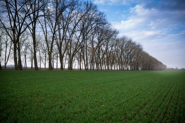 Crecimiento de trigo en el campo. Granja verde, paisaje de primavera
. - Foto, imagen