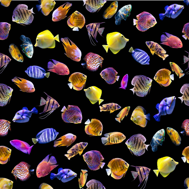Wavy seamless pattern. Multi-colored fishes on a black background. Site about nature, art, animals, sea, fish. - Photo, Image