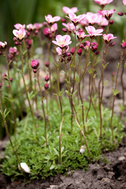 Hermosa primavera florecimiento de saxifrage en el jardín
 - Foto, imagen