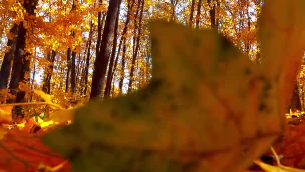 Autumn Park 4K autumn - Footage, Video