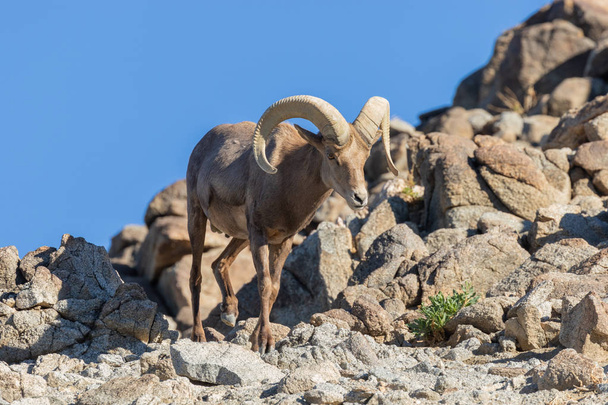 Un bel montone di pecore bighorn del deserto
 - Foto, immagini