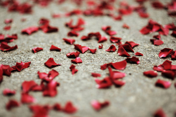 Vörös rózsaszirmok a padlón, közelről. Romantikus Valentin nap. Boldog szülinapot! Valentin napi kártya. - Fotó, kép