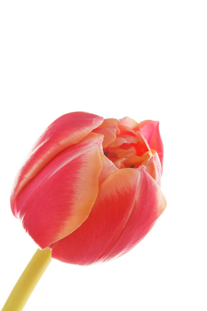 nice tulip - Fotó, kép