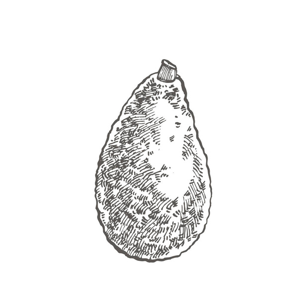 Avocado. Vector hand drawn illustrations. Tropical summer fruit engraved style illustration. - Vektör, Görsel