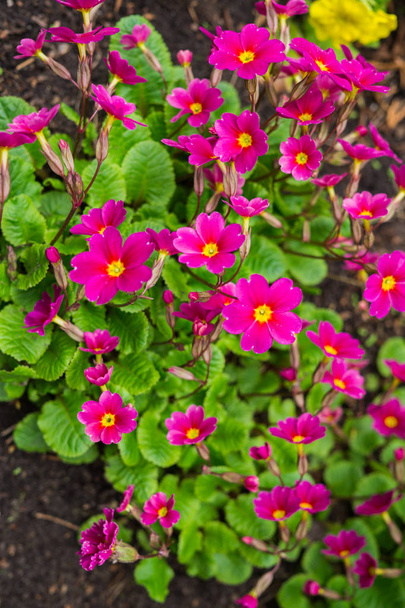 prímulas en el jardín, principios de primavera. Hermosas y brillantes flores de onagra roja
 - Foto, Imagen
