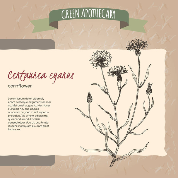 Centaurea cyanus alias ruiskukka tai poikamies nappi luonnos
. - Vektori, kuva