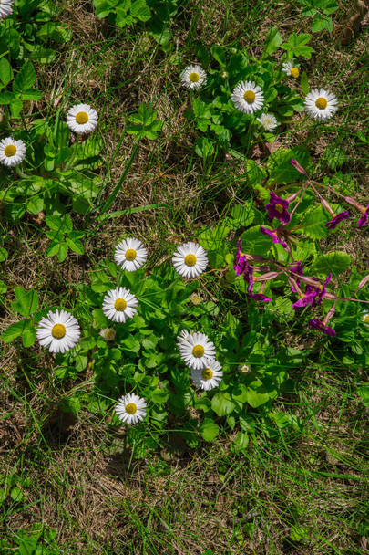 kikiricstől a kert, kora tavasszal. Gyönyörű, fényes virágok fehér kankalin - Fotó, kép