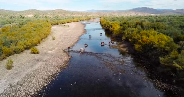 Wilde paarden drinkwater en begrazing in de rivier vanuit de lucht opnames - Video