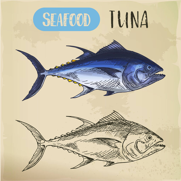Bullet or bluefin tuna sketch for signboard - Vetor, Imagem