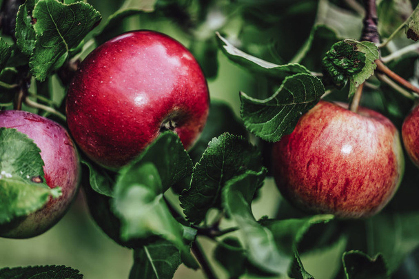 Ramas de árboles llenas de manzanas rojas frescas en el jardín, Fondo de vegetación - Día soleado de otoño, abstracto, fondo floral, aspecto de película vintage
 - Foto, imagen