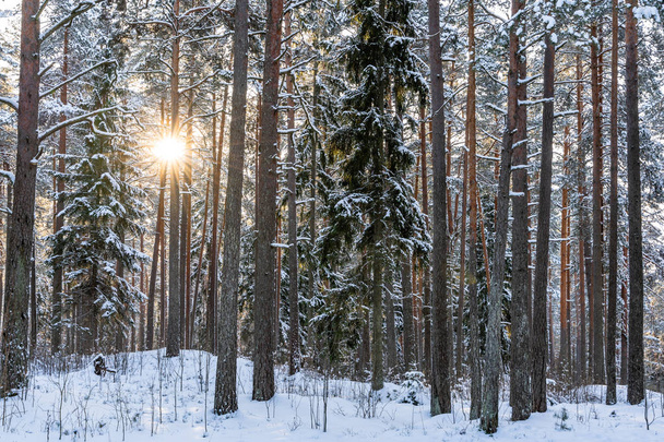 sonniger Wintertag im Kiefernwald, abstrakter Hintergrund, Konzept von Frieden und Harmonie in der Landschaft - Foto, Bild