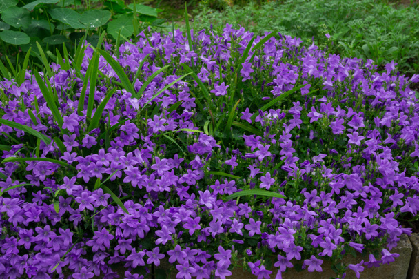 Campanas de flores azules o violetas en maceta de piedra. Campanula flor de cerca
 - Foto, imagen