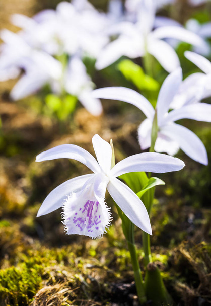 A gyönyörű lila Tajvan Plejone - Fotó, kép
