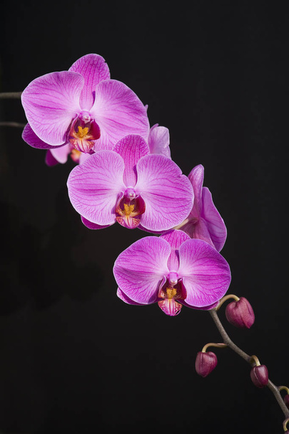 Крупный план розовой орхидеи в саду
 - Фото, изображение