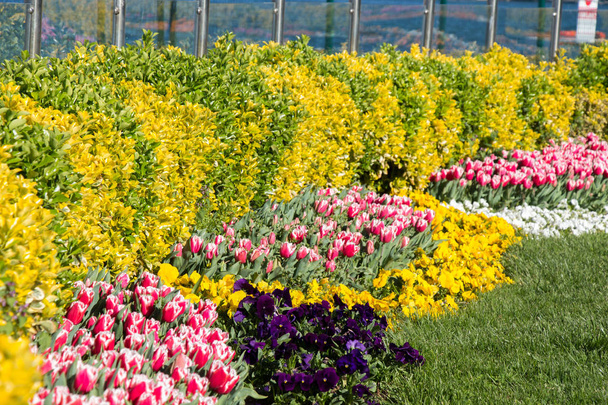 Цветущие тюльпаны весной - Фото, изображение