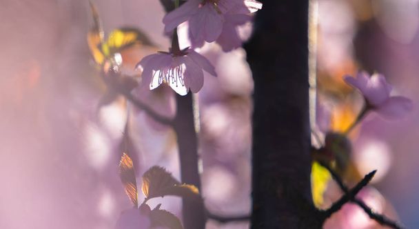 リトアニアで佐倉市日本の花桜 (ヤマザクラ) 花を日当たりの良い春の朝そっとピンクします。 - 写真・画像