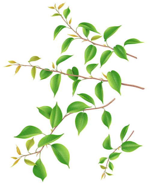 Tree branches set with green big and small young leaves isolated on white. Realistic springtime foliage 3d illustration. - Vector, afbeelding