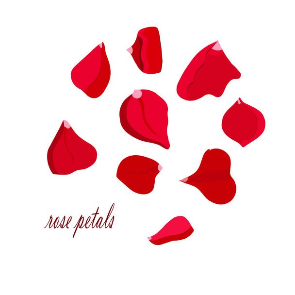 Rose red petal set. Design element object isolated stock vector illustration for web, for print, for wedding design - Vector, Image