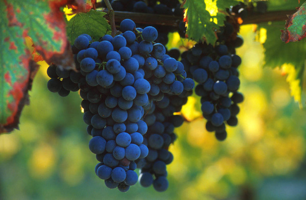 Manojos de uva negra para la producción de vino tinto. - Foto, imagen