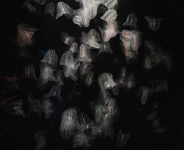 Φύση φόντο. Μέδουσα - χτένα ζελέ (Mnemiopsis) σε μαύρο φόντο. - Φωτογραφία, εικόνα