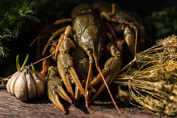 Raw crayfish with beer on wooden background - Photo, Image