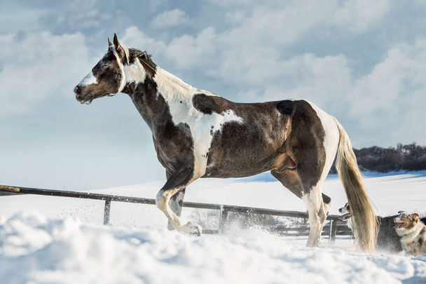 QT Patched Bucky, αμερικανικό άλογο χρωμάτων σε ηλιόλουστη μέρα το χειμώνα. Δημοκρατία της Τσεχίας - Φωτογραφία, εικόνα
