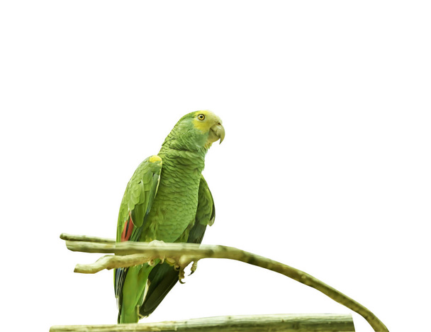 Amazona de hombros amarillos, Amazona barbadensis, loro de hombros amarillos, un loro del género Amazona. Pájaro tropical exótico. Primer plano Aislado
 - Foto, Imagen