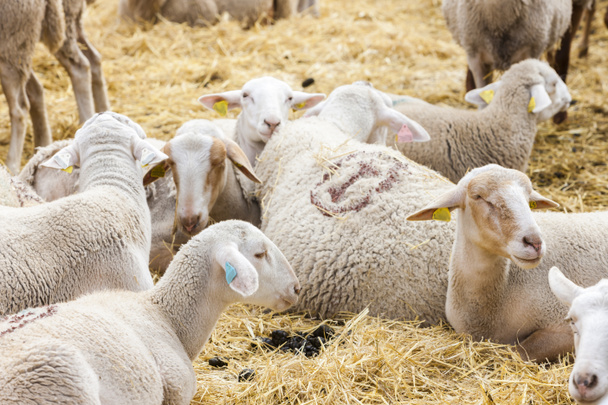 Ovce na farmě - Fotografie, Obrázek