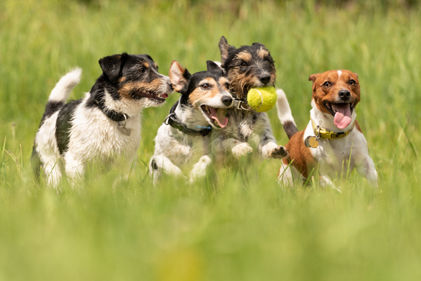 Monet koirat juoksevat ja leikkivät pallolla niityllä söpö Jack Russell Terriers pakkaus
 - Valokuva, kuva