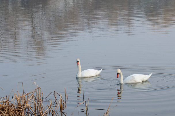 Zwei Schwäne schwimmen im zeitigen Frühjahr auf dem See. Diese Vögel brauchen Schutz. - Foto, Bild