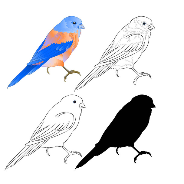 Thrush Bluebird small bird a  background vintage vector illustration editable hand draw - Vector, Image