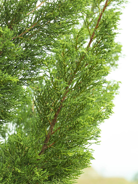 Hojas verdes de cerca de Hollywood Juniper o Juniperus chinensis L Kaizuka; una de hermoso pino para la decoración del jardín
. - Foto, imagen