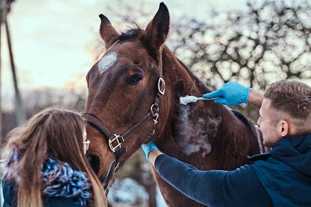 ein Tierarzt mit seinem Assistenten bei der Behandlung eines braunen reinrassigen Pferdes, Papillomentfernung mittels Kryozerstörung, auf einer Außenranch - Foto, Bild