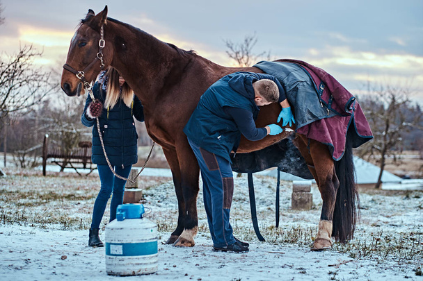 Um veterinário que trata um cavalo de raça pura marrom, procedimento de remoção de papilomas usando criodestruição, em um rancho ao ar livre
 - Foto, Imagem