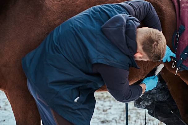 Ветеринар лечит коричневую чистокровную лошадь, процедуру удаления папилломы с помощью криоразрушения, на открытом ранчо
 - Фото, изображение
