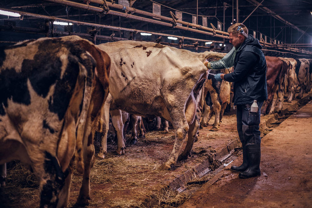 Un veterinario realiza el procedimiento de inseminación artificial de una vaca dentro de una granja
 - Foto, Imagen