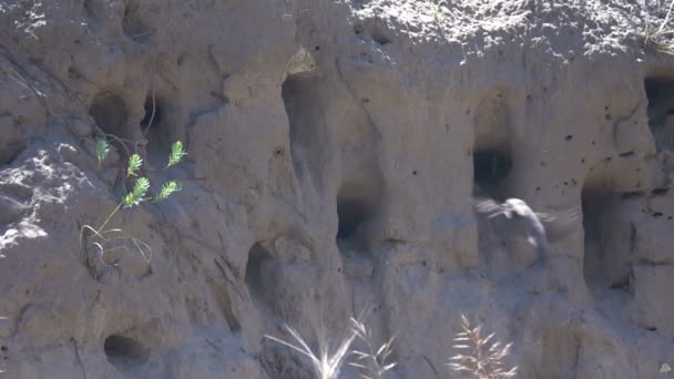Swallows fly into the nests. Slow Motion - Footage, Video