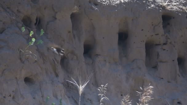 Swallows fly into the nests. Slow Motion - Footage, Video